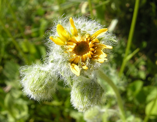 Da identificare 3 - Hieracium sp.